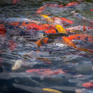 Probiótico de filtración de agua ecológico para granjas de peces grandes - Product Image 5