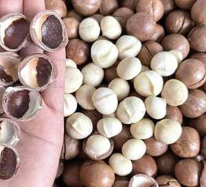 Venta al por mayor de nueces de macadamia tostadas de la nueva cosecha 2026 con cáscara o sin cáscara, suministro a granel, mejor precio - Sra. Tarina - Product Image 1