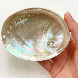 Cheap price <b>abalone</b> <b>shell</b> wholesale sea <b>shells</b> for coastal decoration natural raw seashell - Product Image 2