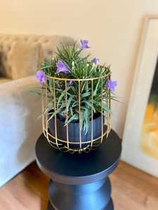 Modern Gold Plated Iron Plant Stand Black Pot Indoor Desktop Planter for Green Plants Minimalist Design Jaffs Exports JE2229 - Product Image 2