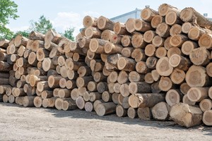 Venta al por mayor de troncos de madera de teca personalizados, madera dura de pino rojo/madera de eucalipto en oferta, precio económico, disponible en EE. UU. a precio de mayorista - Product Image 4