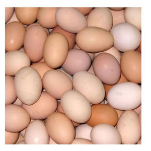 Huevos de gallina marrones a granel, con peso y tamaño consistentes, y manipulación higiénica en la granja - Product Image 6