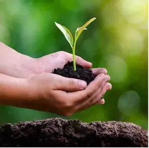 Vermicompost organique granulaire, amendement du sol pour la croissance des plantes, engrais écologique - Product Image 3