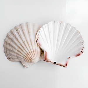 Natural scallop <b>shell</b> for DIY crafts cheap price sea <b>shells</b> high quality decorative seashell - Product Image 3