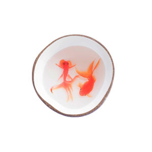 Cuencos de cáscara de coco ligeros de alta calidad, decoración grande de acuario de madera Natural hecha en Vietnam - Product Image 2