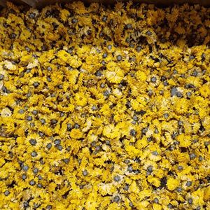 MÁS VENDIDO: Capullos de Crisantemo Secos para Té, Fuente Ecológica Sostenible - Product Image 6
