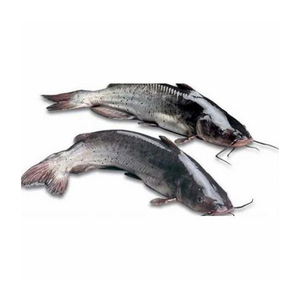 Pescado de agua dulce de calidad premium para restaurantes - Product Image 2