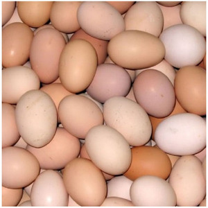 ไข่ไก่สดคุณภาพสูงจากฟาร์ม ราคาโรงงาน ขายส่งไข่ไก่สดสีน้ำตาล - Product Image 2