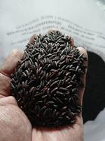 Riz noir vietnamien au jasmin séché, qualité export premium, nutritif, grains entiers, long grain, 5% de brisure, sans OGM, durée de conservation 2 ans
