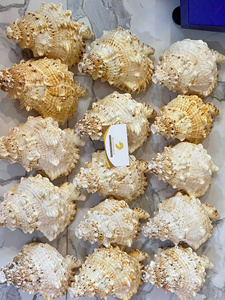 Coquille de trompette de Triton naturelle polie, toucher réel, pour décoration maison et mariage, thème ange d'amour DIY, Khanh Hoa Vietnam-99 Gold Data - Product Image 5