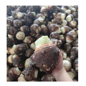 Taro Congelado en Cubos para Producción Comercial de Alimentos y Suministro al por Mayor - Product Image 6