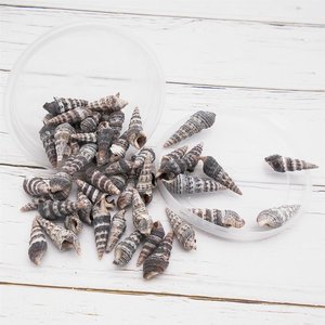 Coquillages en spirale, fournitures artisanales de plage, coquillages naturels secs et propres, accessoires de décoration sur le thème de l'océan - Product Image 5