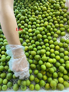Orgánico IQF Indochina Dracontomelon Fruta congelada de Vietnam Exportación a granel Paquete de vacío de Lirio - Product Image 4