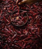 Piment rouge du Cachemire NIRVAN GLOBAL (entier) - Certifié FSSAI, rouge vif doux, 100% naturel, transformation brute