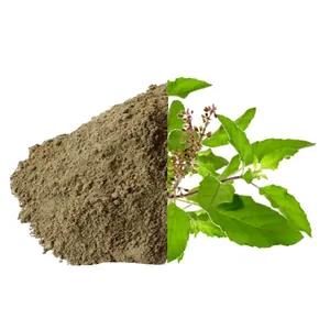 Poudre d'herbes Ocimum Sanctum Tulsi pour le bien-être ayurvédique traditionnel, soins naturels à base de plantes et soutien quotidien à la santé - Product Image 1