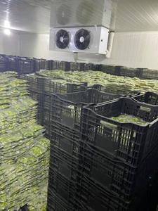 Frozen <b>Avocado</b> Vietnam IQF Premium <b>Avocado</b> Halves Great for Food Industry Supply Smoothies Sauces and Frozen Meals - Product Image 2