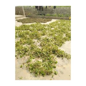 ใบบัวบกอบแห้ง คุณภาพส่งออกสำหรับขายส่ง ชาสมุนไพรบัวบก - ใบบัวบก (Centella asiatica) - Product Image 5