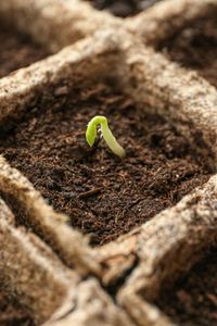 Sac de tourbe de coco biologique pour plantes de serre - Product Image 4