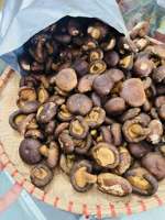 Zacht gedroogde gesneden sinaasappelschijfjes Vietnam groothandel bulkverpakking natuurlijke snack leverancier gedroogd tropisch fruit gedroogde limoen schijfjes