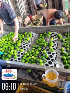 Citrons verts sans pépins du Vietnam, citrons verts de Long An, qualité d'exportation fiable, saveur naturelle et fraîche, durée de conservation de 45 jours - Product Image 5