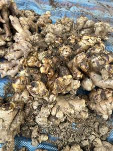 Proveedor de Jengibre Fresco de Vietnam para Importadores Globales, Exportación de Jengibre a Granel de Calidad Estable por Contenedor Marítimo desde la Fuente Agrícola - Product Image 5