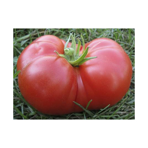 Tomate Fresco de Alta Calidad para Exportación, en Venta - Product Image 2