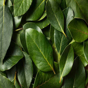 Hojas de Laurel Indio Secas de Cosecha Fresca de Gujarat, Fragancia Distintiva para Suministro a Granel de Hierbas Culinarias en Mercados Internacionales - Product Image 1