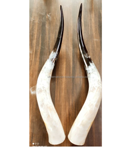 Couleur naturelle de corne de buffle Vente chaude Paire de produits Corne couleur blanche naturelle Conception supérieure de qualité incroyable pour la vente - Product Image 5