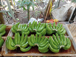 Plátanos Cavendish frescos de Vietnam Sabor dulce y natural para exportación - Product Image 2