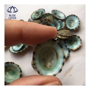 Artesanías de Conchas Marinas Ovaladas Ecológicas de Vietnam para Diseño de Sujetadores de Lactancia - Product Image 1