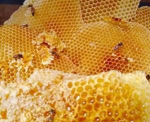 Pure Natural Bee <b>Honey</b> | <b>Raw</b> <b>Organic</b> <b>Honey</b> | Bulk <b>Honey</b> Wholesale Supplier - Product Image 1
