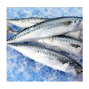WHOLESALE FROZEN FISH WITH LARGE EXPORT QUANTITIES AT CHEAP PRICES FROM VIETNAMESE SUPPLIERS/ Ms.Thi +84 988 872 713