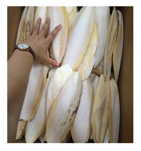 ปลาหมึกแห้งพรีเมียม ขนาด 40 ซม.+ ไขมันต่ำ โปรตีนสูง บรรจุกล่อง น้ำหนัก 5-10 กก. อายุการเก็บรักษา 2 ปีขึ้นไป - Product Image 1