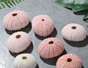 Conchas de Erizo de Mar Naturales en OFERTA |   Plato de Mariscos Puro, Limpio y Saludable, Hecho a Mano - Product Image 5
