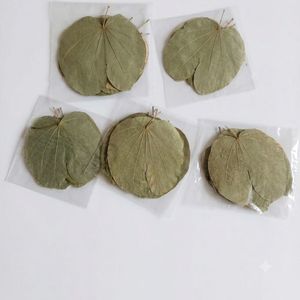 Hojas de Orquídea Asiática Naturales Premium AQUA VRIKSHA para Acuarios, Peceras de Betta y Camarones | 11-15 cm | Paquete de 18 - Product Image 1