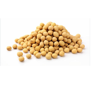SHUBHALAXMII FOOD INDUSTRY Soja Fresca con Alto Contenido de Proteínas para Procesamiento de Alimentos y Uso en Piensos (Origen Maharashtra) - Product Image 2