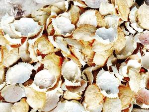 Premium Dried <b>Crab</b> <b>Shell</b> for Stuffing & Decoration - Product Image 2
