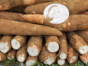 Mejor Precio Harina de Tapioca Modificada en Polvo, Almidón de Yuca Soluble para Industrias Adhesivas, Blanco Natural, Vida Útil de 24 Meses - Product Image 2