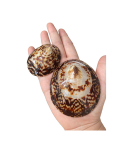 Coquille de limpet ovale naturelle du Vietnam pour la fabrication de bijoux, l'artisanat, l'incrustation, avec une surface en nacre polie irisée - Product Image 3