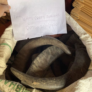 Punta de Cuerno de Búfalo Natural Ecológica, Color Negro Rústico, para Navidad y Año Nuevo Chino - Product Image 1