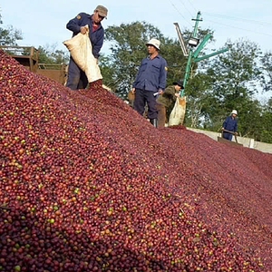 Café vert en grains Arabica de spécialité du Vietnam, directement de l'usine, mélange de café cru, étiquette privée OEM, emballage personnalisé - Product Image 4