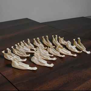 Os de mâchoire de chèvre entiers, artisanaux et de qualité supérieure, 100 % nettoyés, pour l'artisanat et l'étude, à prix de gros - Product Image 2