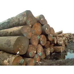 Vendita calda tronchi di eucalipto/legno di pino tronchi di legno rotondi di betulla