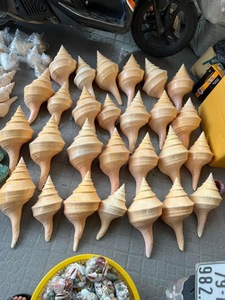 [MEILLEURE VENTE] Ensemble de coquillages naturels faits à la main écologiques, coquilles de conques décoratives blanches et brunes pour le bricolage et la décoration intérieure - Product Image 5