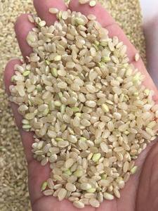 ข้าวกล้องออร์แกนิก ข้าวเวียดนาม ข้าวเมล็ดสั้น ราคา ข้าวแดง ข้าวดำ ข้าวเพื่อสุขภาพ ขาย WA 0084393250278 - Product Image 2