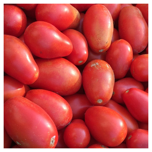 Fournisseur en gros de tous types de tomates fraîches - Produit de haute qualité - Product Image 6