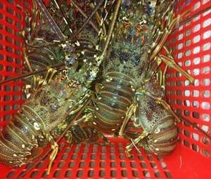 Queue de homard entière de haute qualité, processus BQF, paquet de 10 kg, taille 2 cm, fruits de mer canadiens et européens, avec la meilleure offre de réduction - Product Image 2