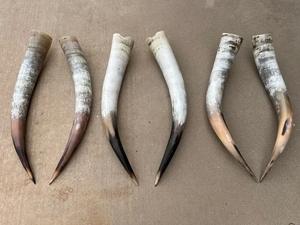 Paire de cornes de bison polies, décoration murale, design Art Déco, grande taille de 27 à 35 pouces, pour mariage, anniversaire - Product Image 4