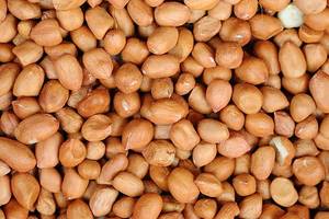 fresh export peanut <strong>kernels</strong> new harvest export peanuts global export groundnuts new season international peanuts - Product Image 2