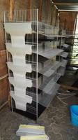 Cage d'élevage automatique pour 200-300 cailles/ensemble HJ-QC400A